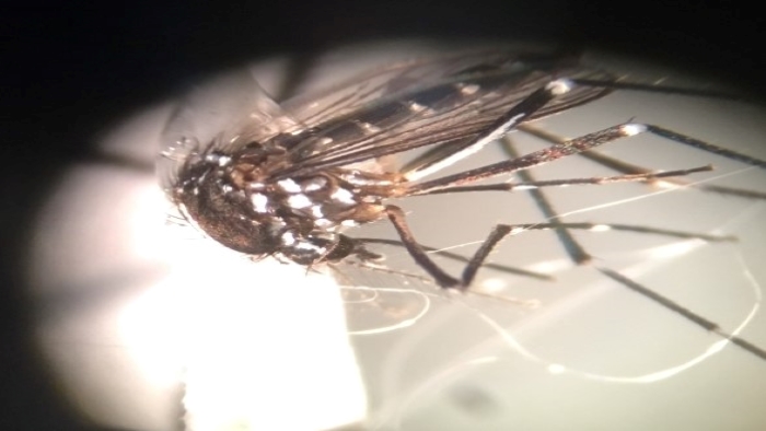 Mosquito up close