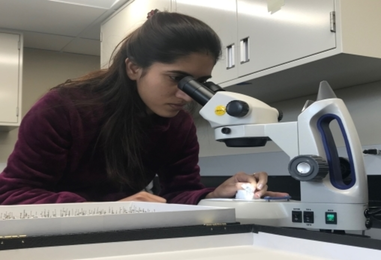 Student looking intro microscope
